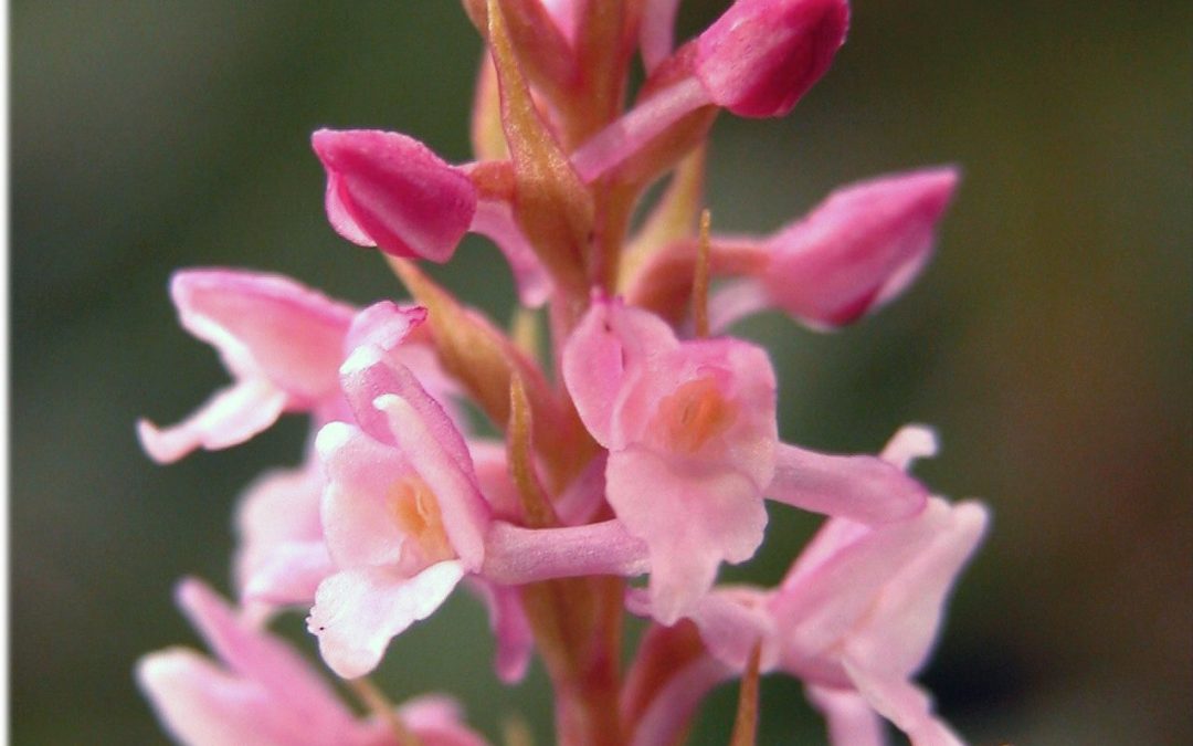 Gymnadenia Odoratissima L.