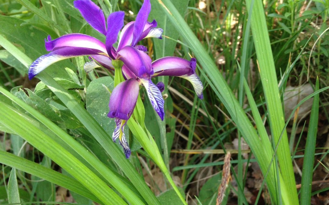 Iris Graminea L.
