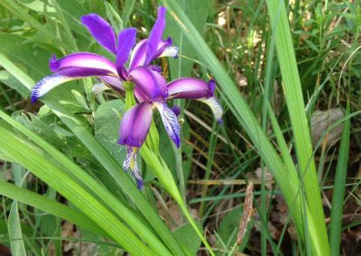 Iris Graminea L.
