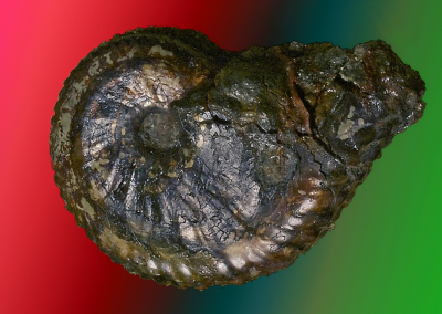 Ammonite Pulchellia
