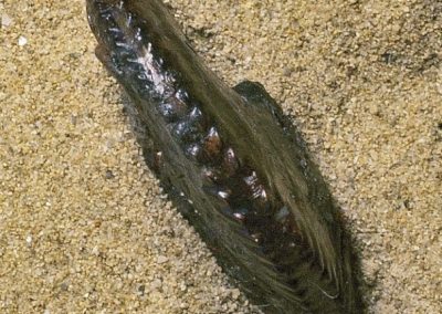 Ammonite Pulchellia spessore