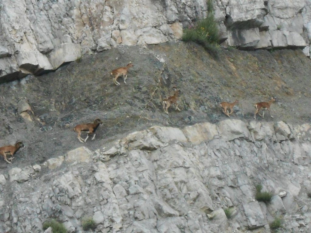 Mufloni su Calcari a Calpionella Cava di Monte Beni giugno 2014